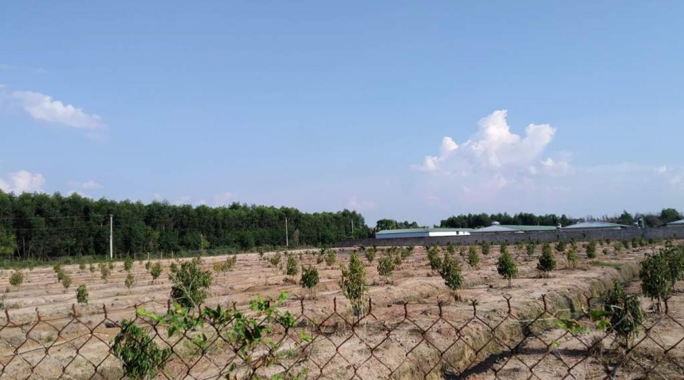 Bán hơn 3 hecta đất trồng cây lâu năm, Phú Thanh, Tân Phú, Đồng Nai.